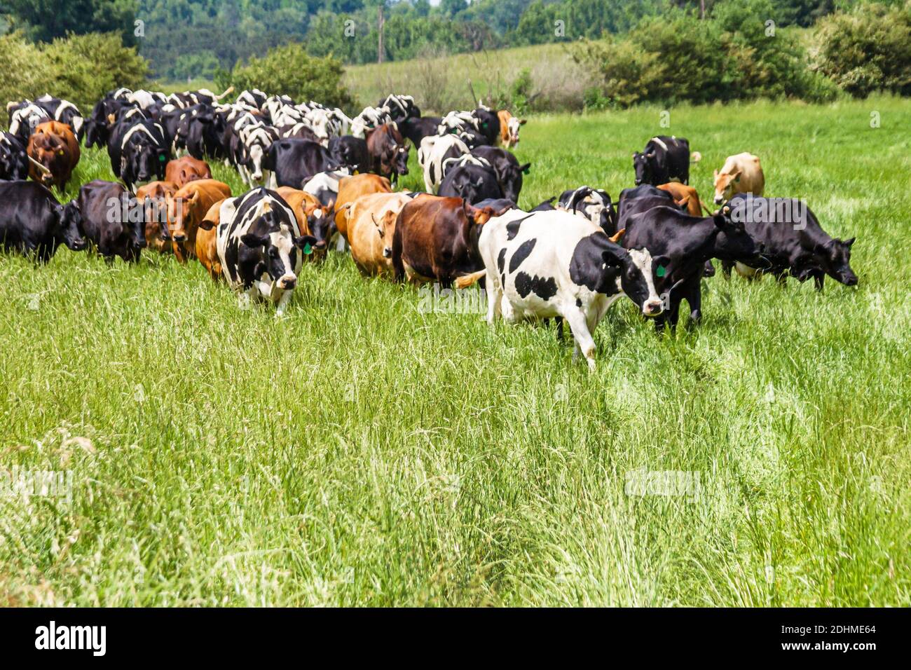 Alabama Alexandria Wright caseificio fattoria vitelli mucche pascolo, all'ingrosso produttore di formaggio fattoria latte mucca che tornano a casa da pascolo, Foto Stock