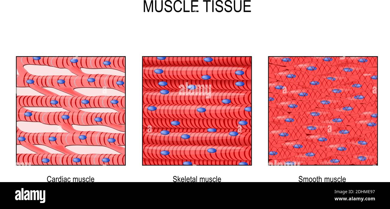 Tessuto muscolare cardiaco immagini e fotografie stock ad alta risoluzione  - Alamy