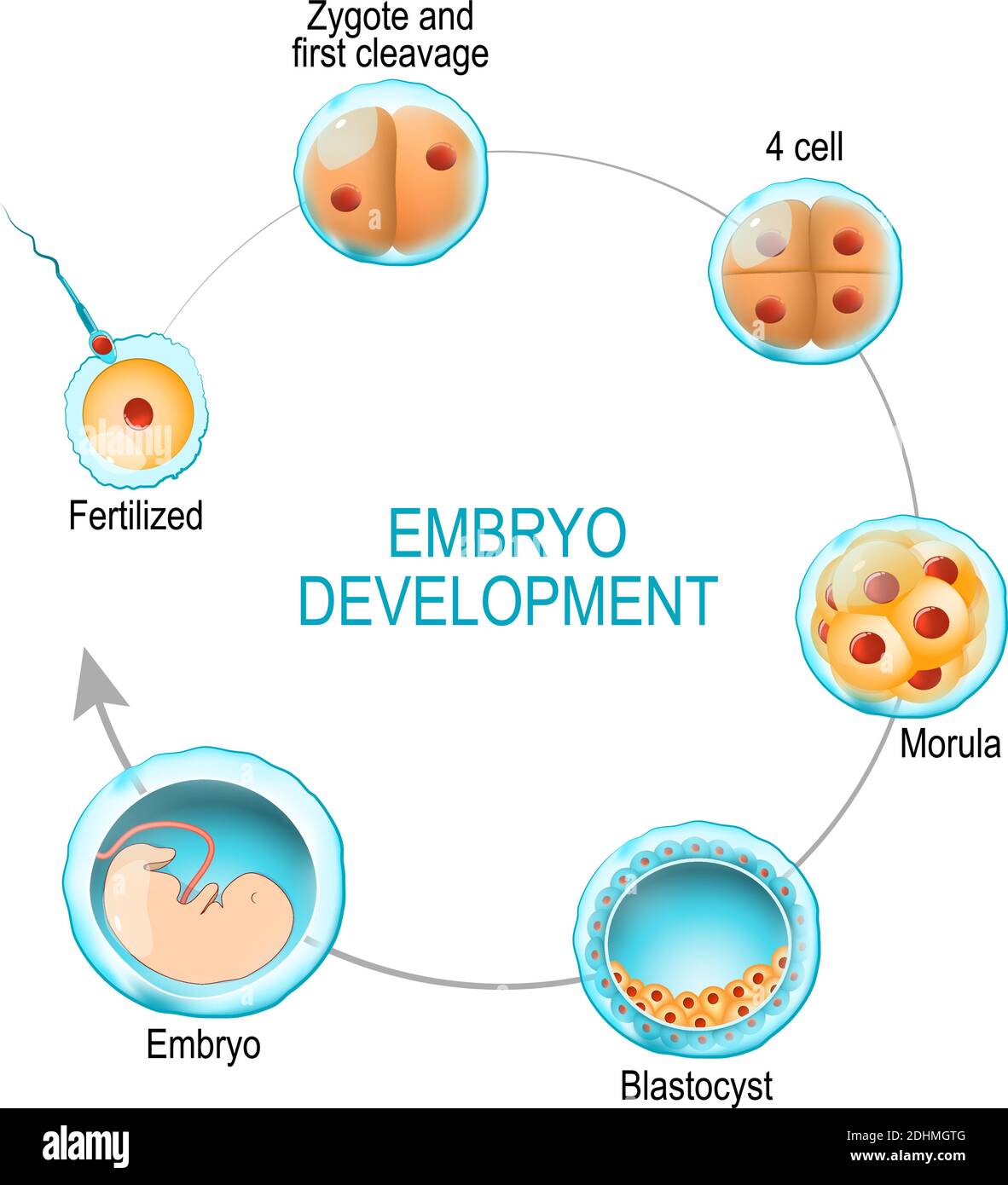 Sviluppo embrionale. Dalla fecondazione allo zigote, morula e blastocisti. Diagramma vettoriale per uso medico, educativo e scientifico Illustrazione Vettoriale