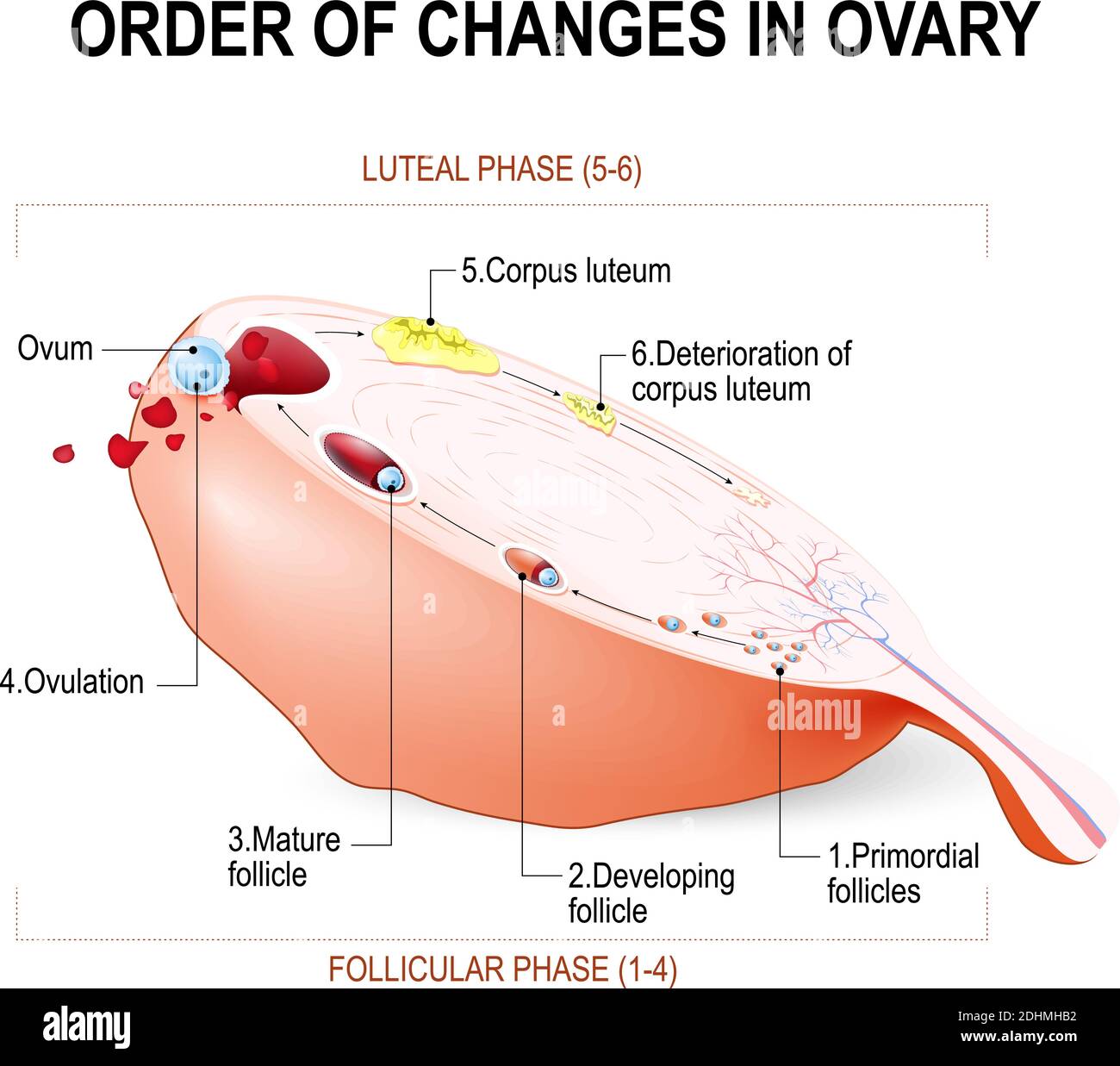 Ordine dei cambiamenti nell'ovaio: Dallo sviluppo del follicolo all'ovulazione e al Corpus luteum. Mestruazioni. Schema vettoriale della Biologia. Illustrazione Vettoriale