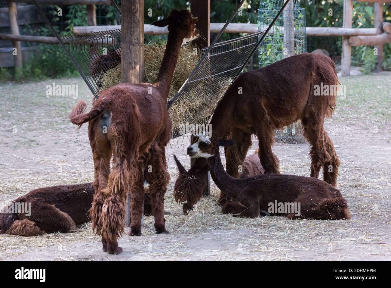 Gruppo di alpaca marroni Vicugna Pacos mangiare paglia da A. punto di alimentazione Foto Stock