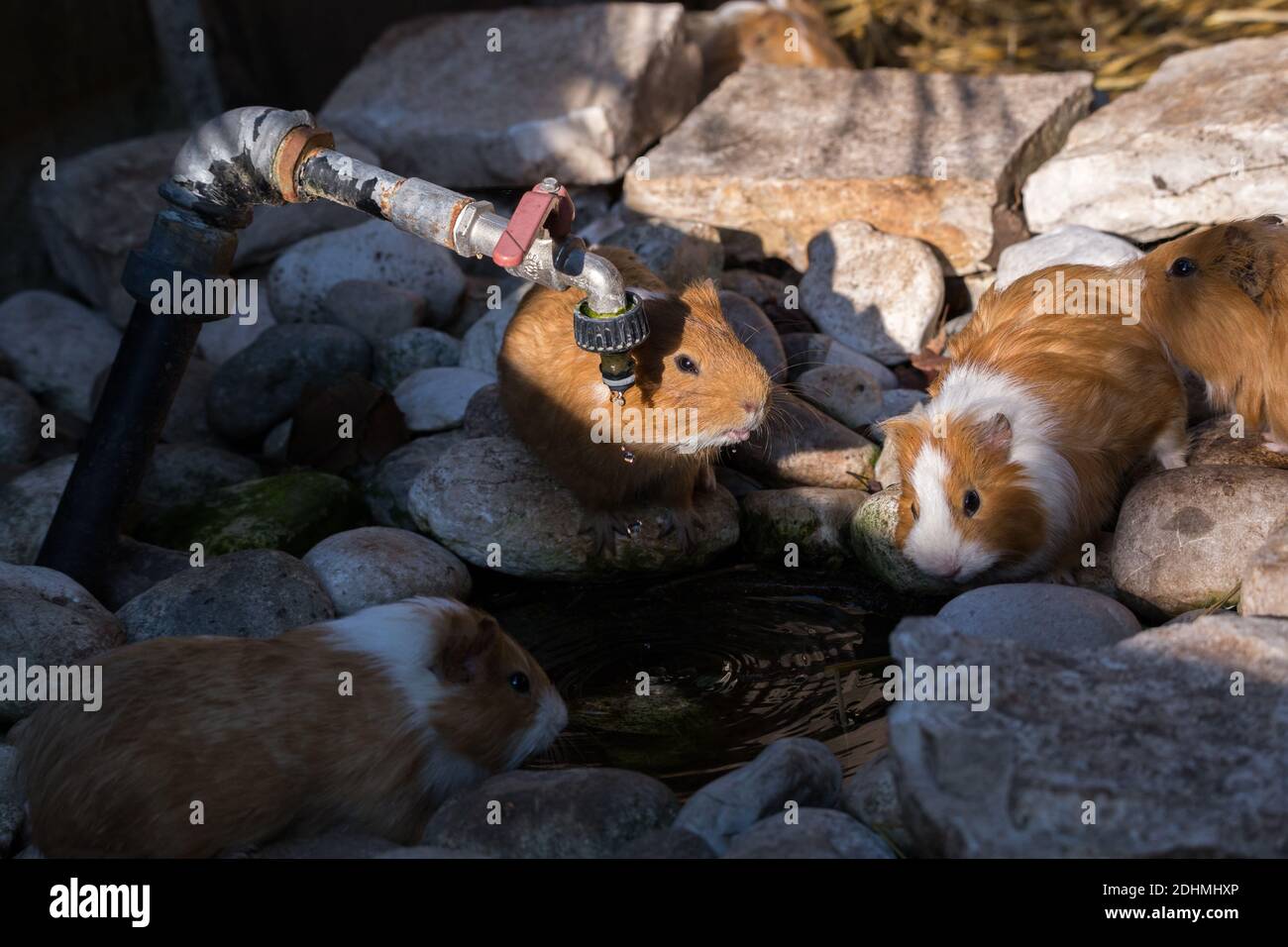 Gruppo di porcellini di Guinea vicino ad un piccolo stagno e acqua rubinetto Foto Stock