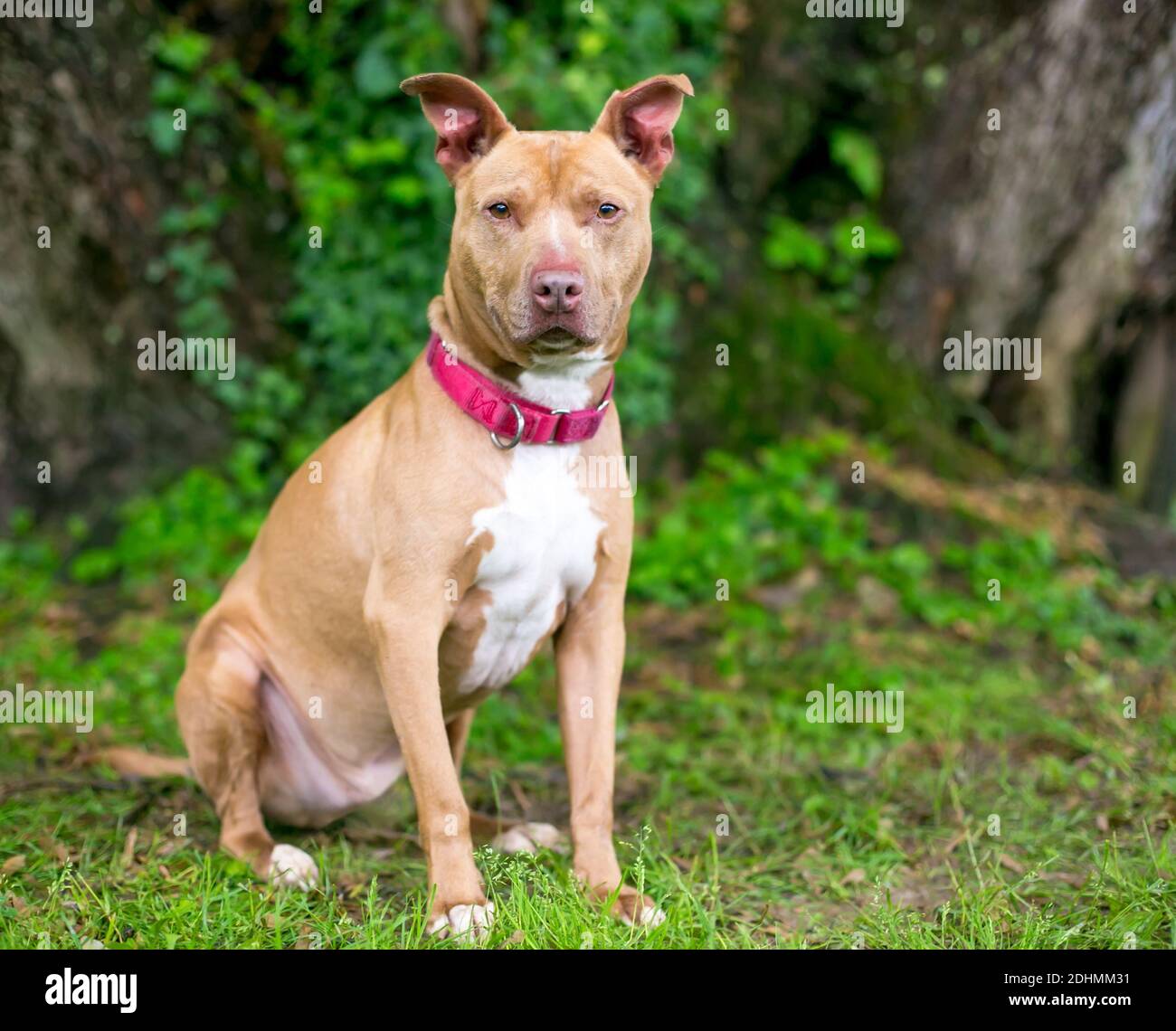 Un rosso e bianco Pit Bull Terrier razza mista cane indossare un colletto rosso seduto all'aperto Foto Stock