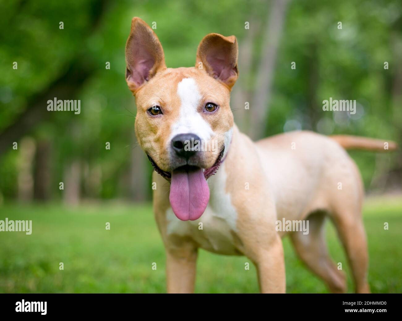 Un felice rosso e bianco pit Bull Terrier razza mista cane con orecchie grandi Foto Stock