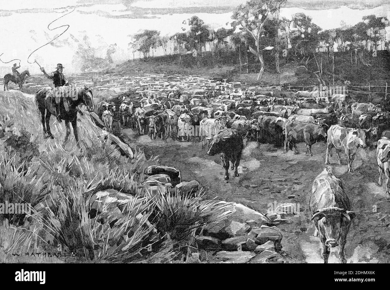 Incisione di una squadra di drovers portando una folla di Bestiame nelle loro penne di tenuta ad una stazione australiana Foto Stock