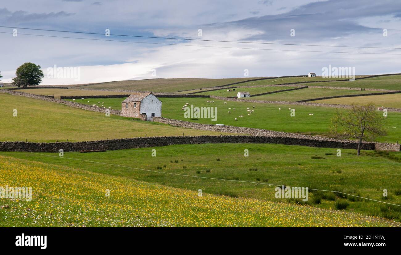 Le pecore pascolano in campi di pascolo punteggiati da fienili di pietra tradizionali a Teesdale, nel Nord d'Inghilterra Pennines. Foto Stock