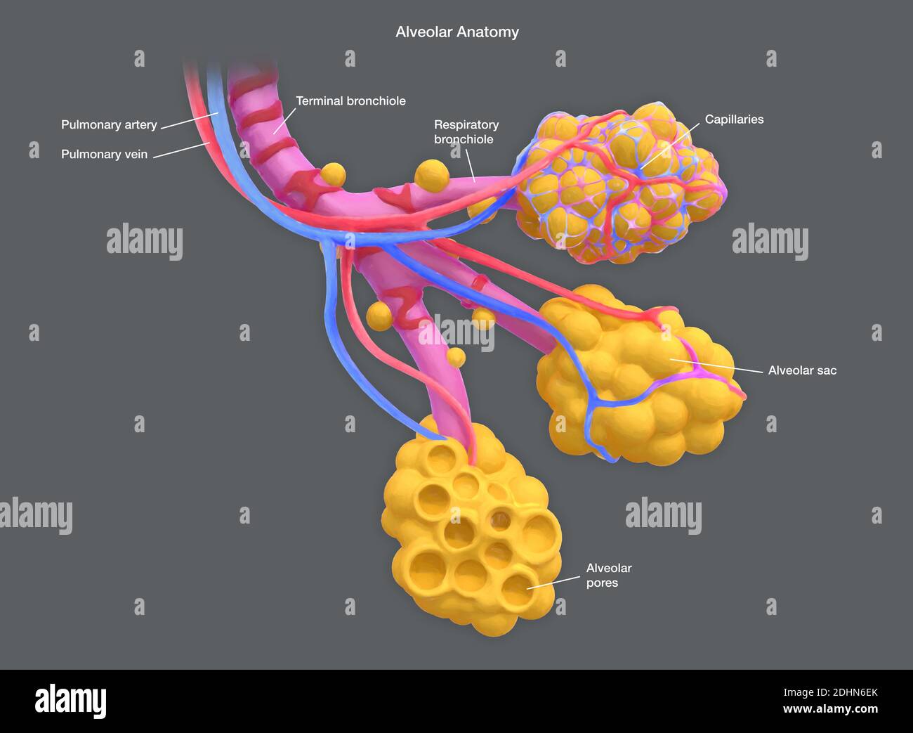 Illustrazione annotata di alveoli umani. Gli alveoli sono sacche d'aria nei polmoni, alle estremità dei bronchioli, che consentono lo scambio di diox di carbonio Foto Stock