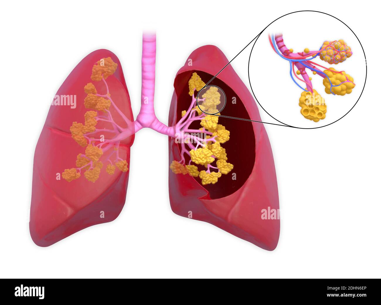 Illustrazione annotata dei polmoni umani. I polmoni trasportano l'ossigeno nel corpo attraverso la respirazione. La trachea (windpipe) porta aria attraverso la tubula Foto Stock