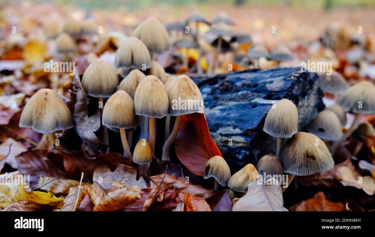 Funghi e fogliame. Messa a fuoco limitata. Foto Stock