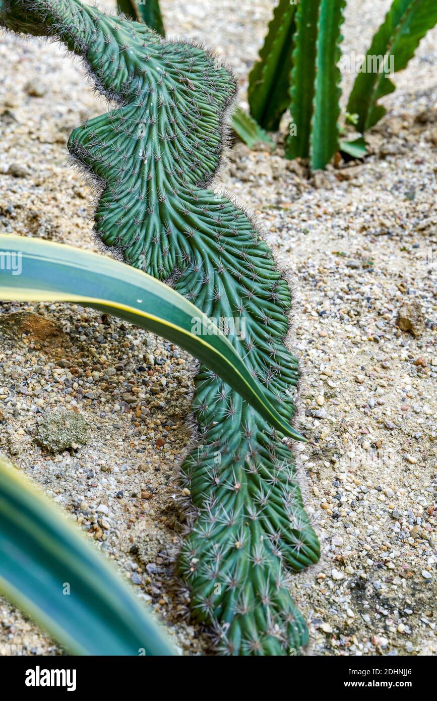 Primo piano di un cactus raro con coda salmastra Foto Stock