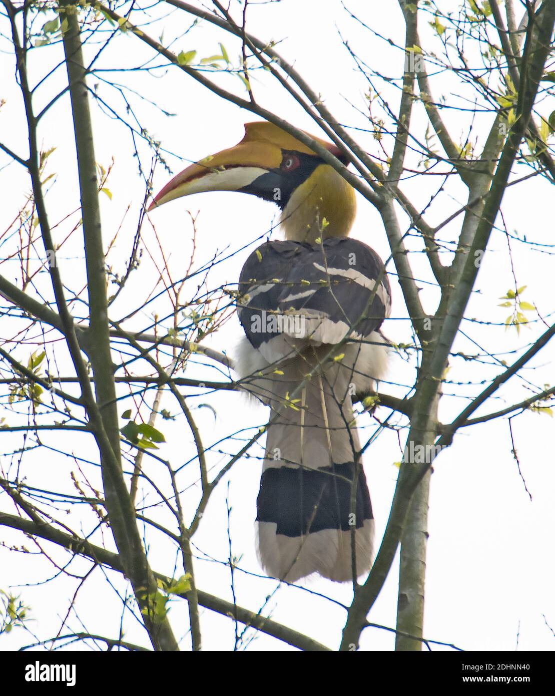 Grande hornbill (Buceros bicornis) da Kaziranga NP, India. Foto Stock