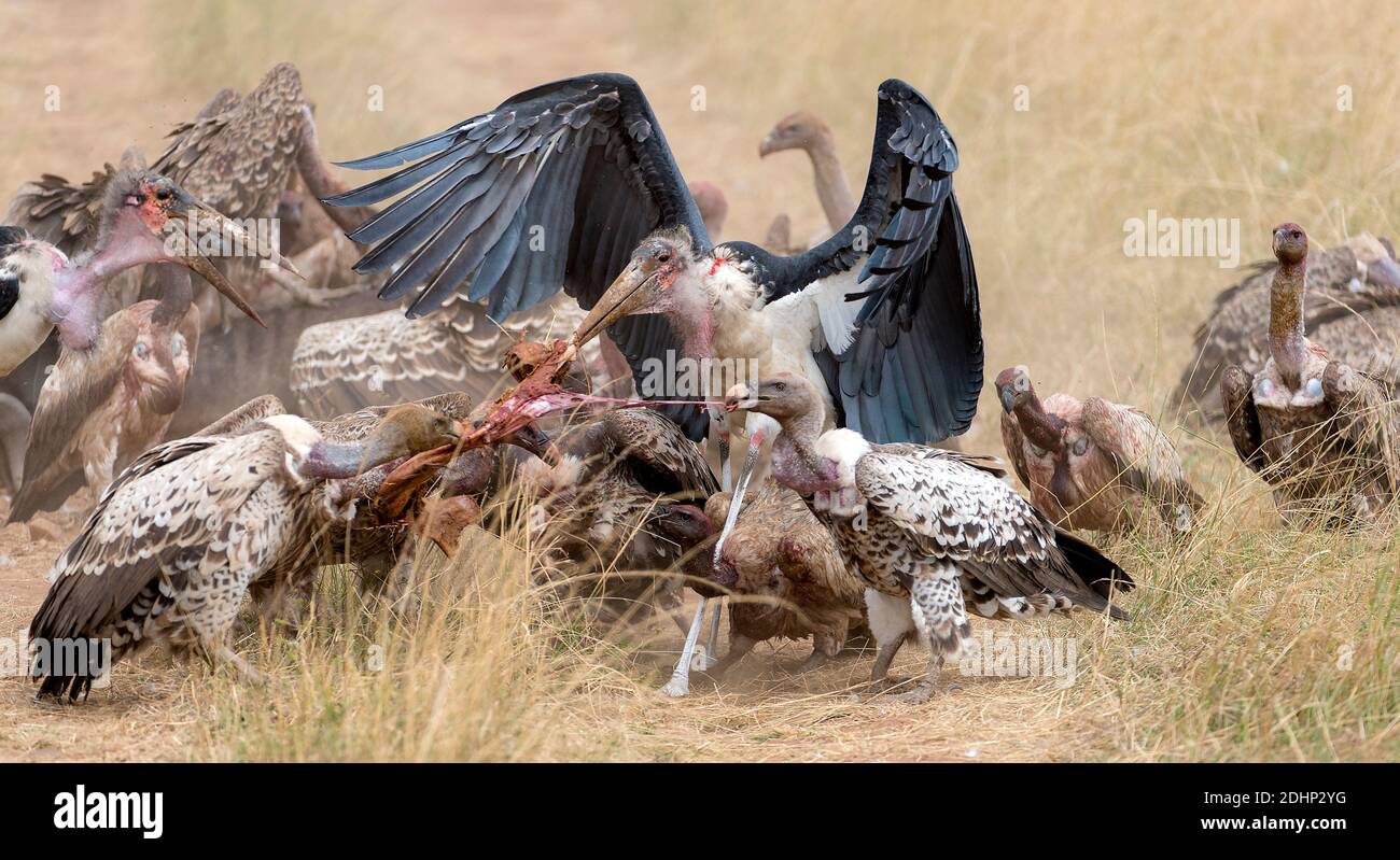 Avvoltoi e cicogne marabù combattono sul cibo a Maasai Mara, Kenya. Foto Stock