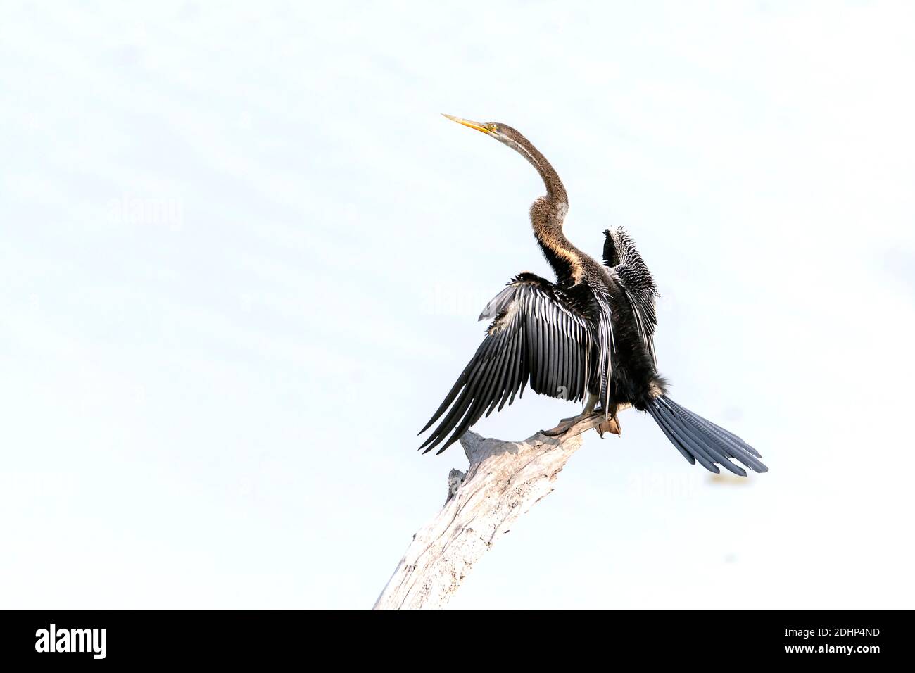 Darter indiano (Anhinga melanogaster) dal Kaziranga National Park, Assam, India nord-orientale. Foto Stock