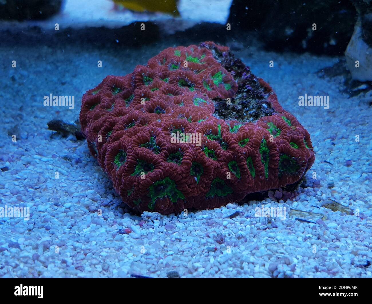 Favia pinmela piccola colonia LPS corallo Foto Stock