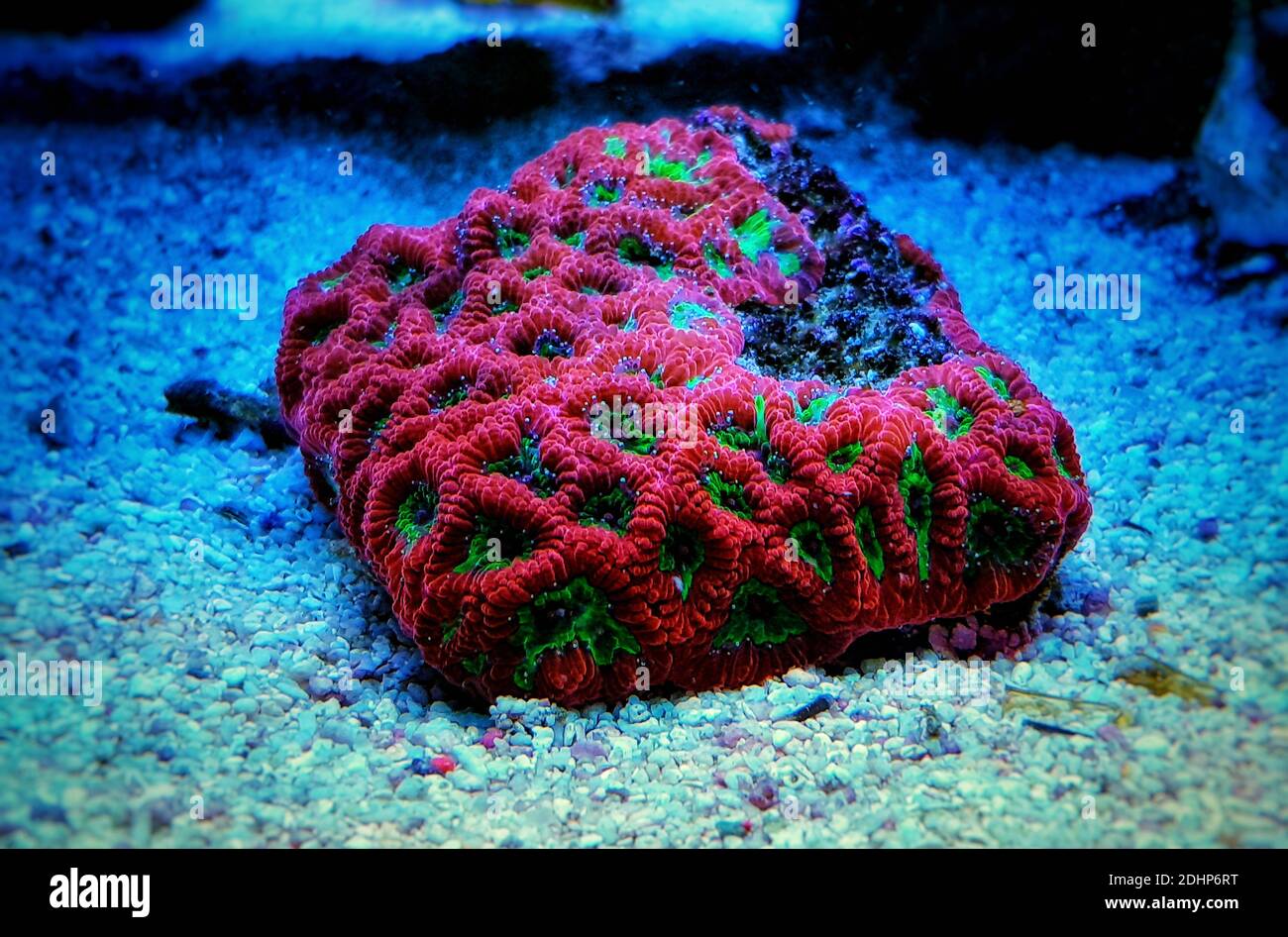 Favia pinmela piccola colonia LPS corallo Foto Stock