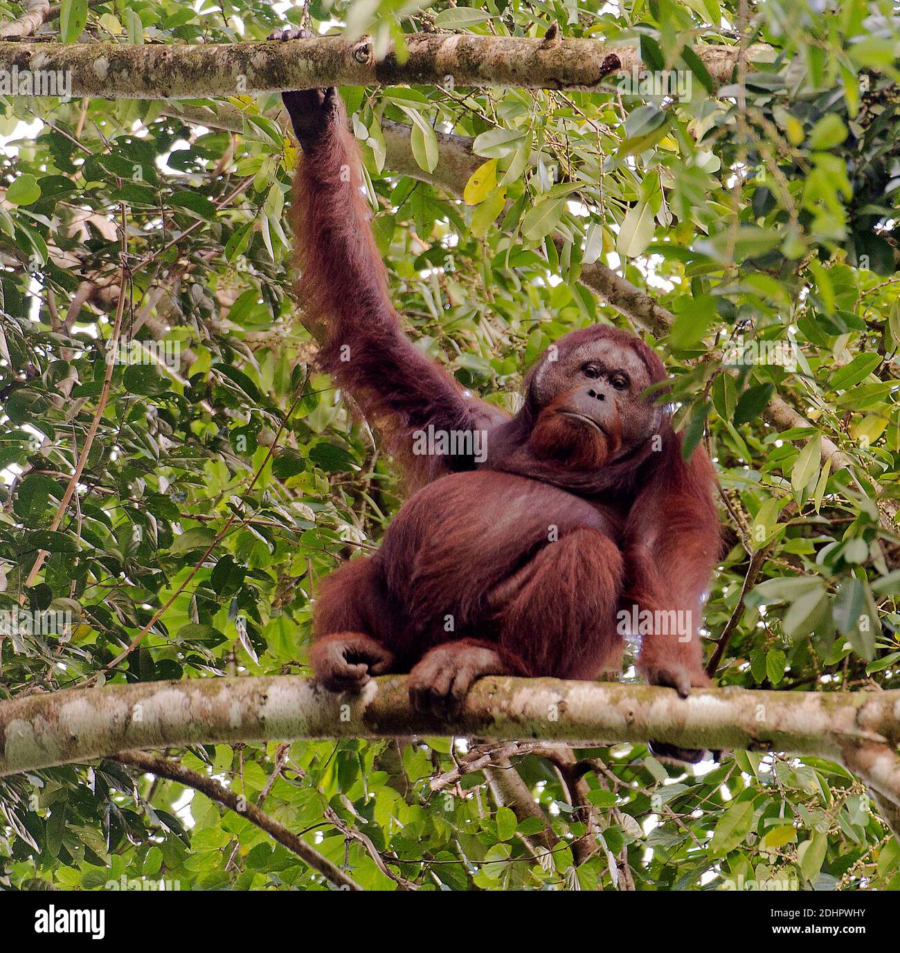 Grande, maschio orangutan nella tettoia del raiforest in Danum Valley, Sabah Borneo. Foto Stock