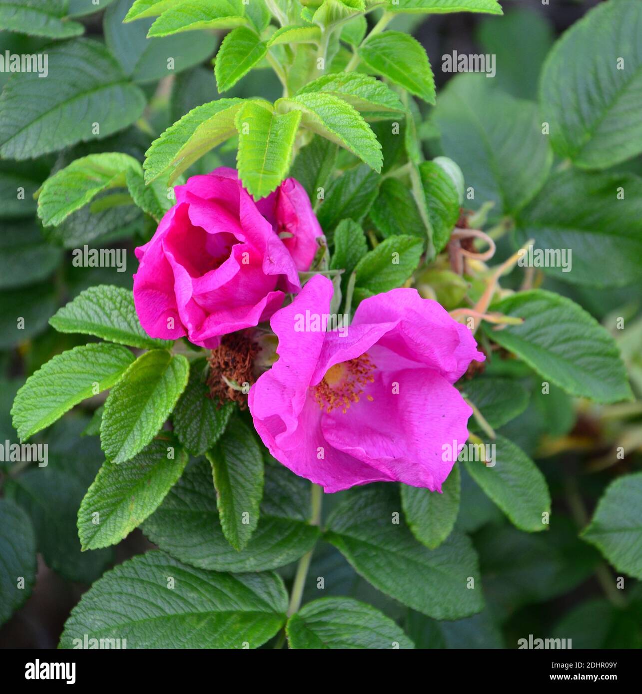 Fiore di rosa, nitidus di rosa. Wild Bush rosa. Fiore rosa in fiore nel giardino. Rosa Bush rosa fiore nel giardino. Foto Stock