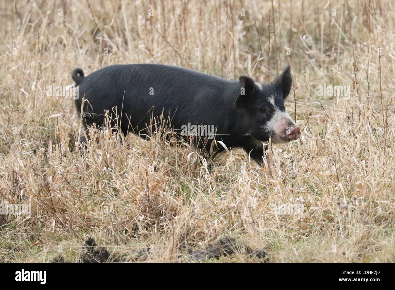 Scrofe e suinetti bianchi e neri in una fattoria Foto Stock