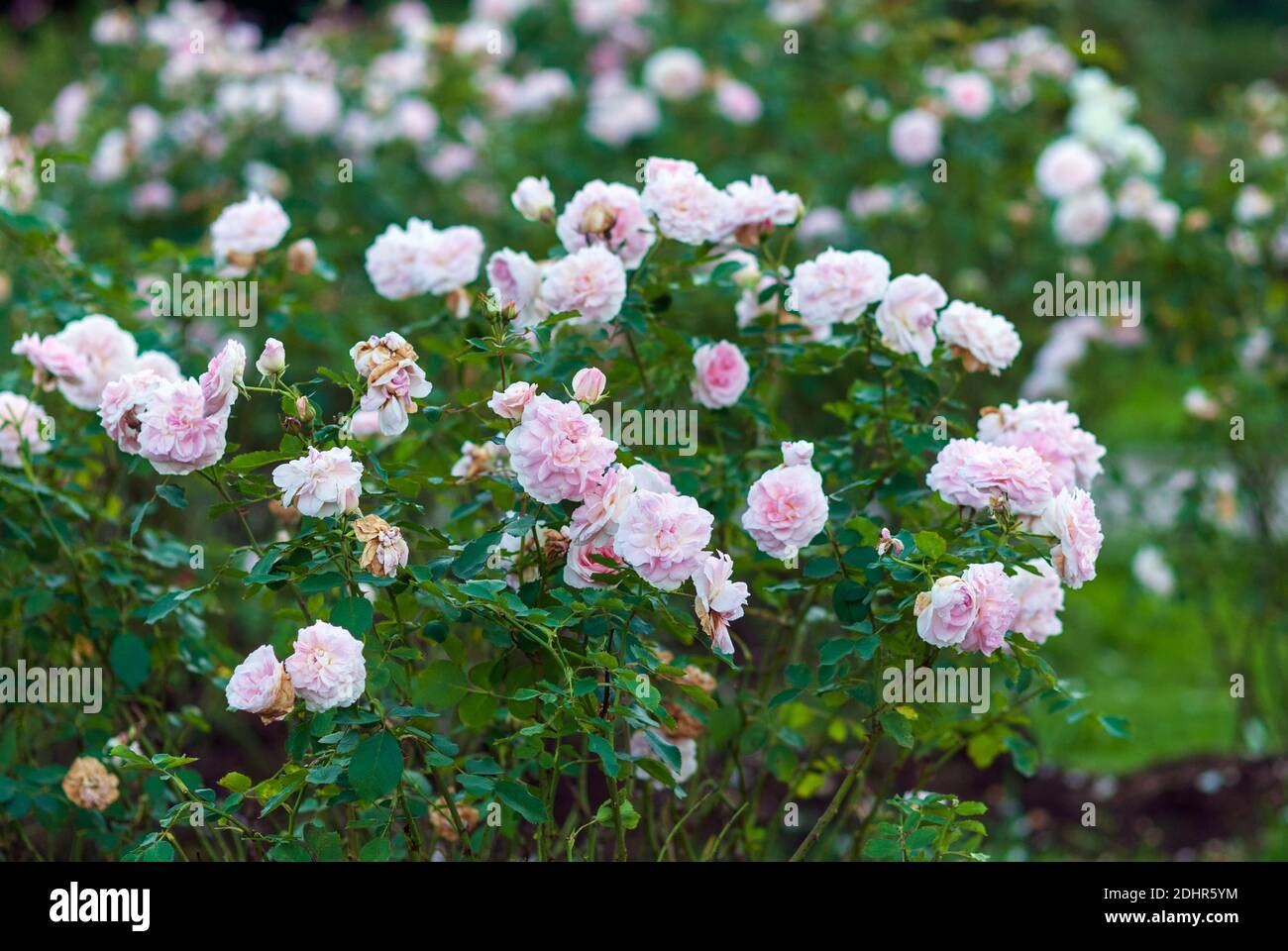 Rosa giardino arbusto rose in fiore. Morden Blush Rose con fiori bianchi leggermente profumati e tonalità rosa conchiglia Foto Stock