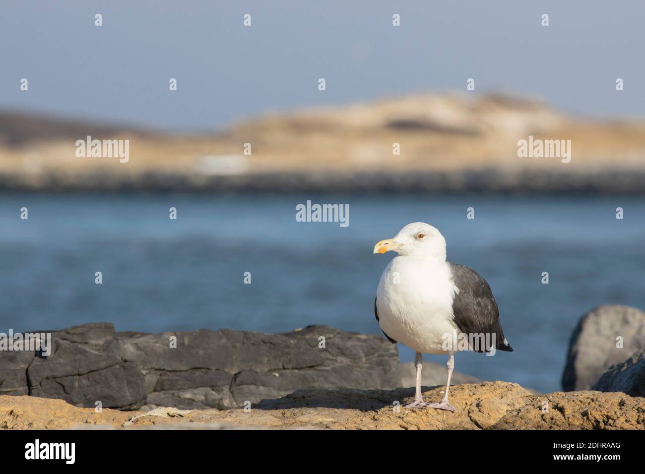 Maggiore gabbiano nero-backed - Larus marinus Foto Stock