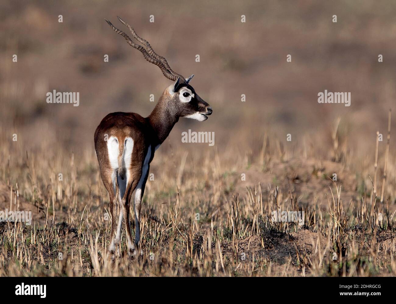 Maschio di blackbuck (Antilope cervicapra) dal Parco Nazionale di Kanha, Madhya Pradesh, India. Foto Stock