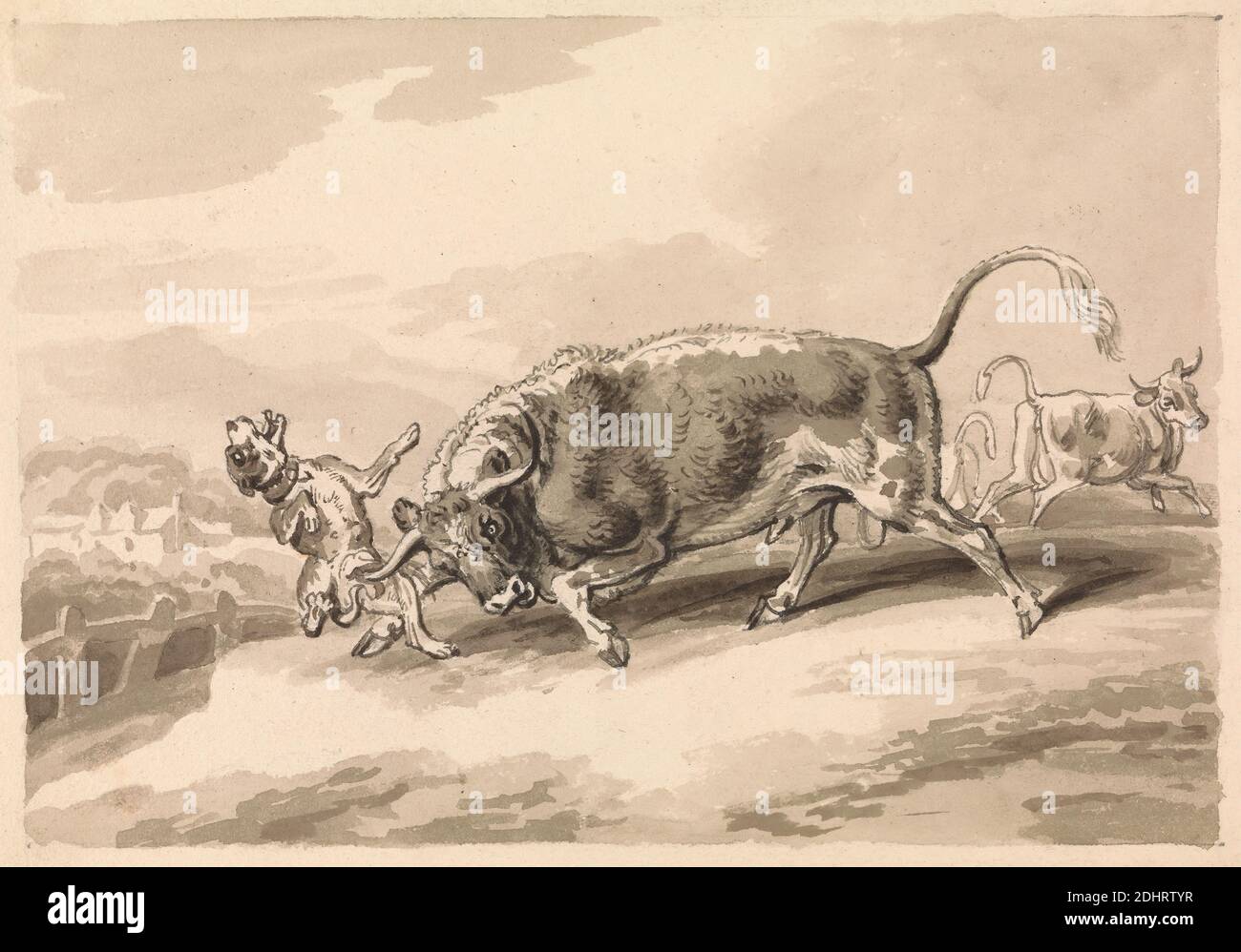 Bull Attacking Mastiff, Samuel Howitt, 1756–1822, inglese, non satinato, penna e inchiostro nero, grafite, lavaggio grigio e marrone su mezzo, testurizzato leggermente, carta di wove crema, foglio: 5 1/8 × 7 3/8 pollici (13 × 18.7 cm), arte animale, attacco, toro Foto Stock