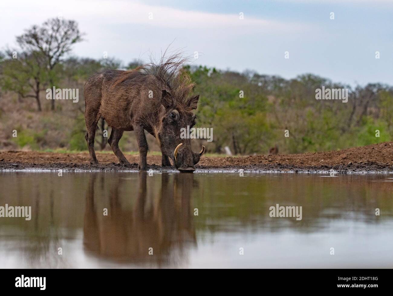 Warthog comune (Phacochoerus africanus) che beve da uno stagno a Zimanga, Sudafrica. Foto Stock