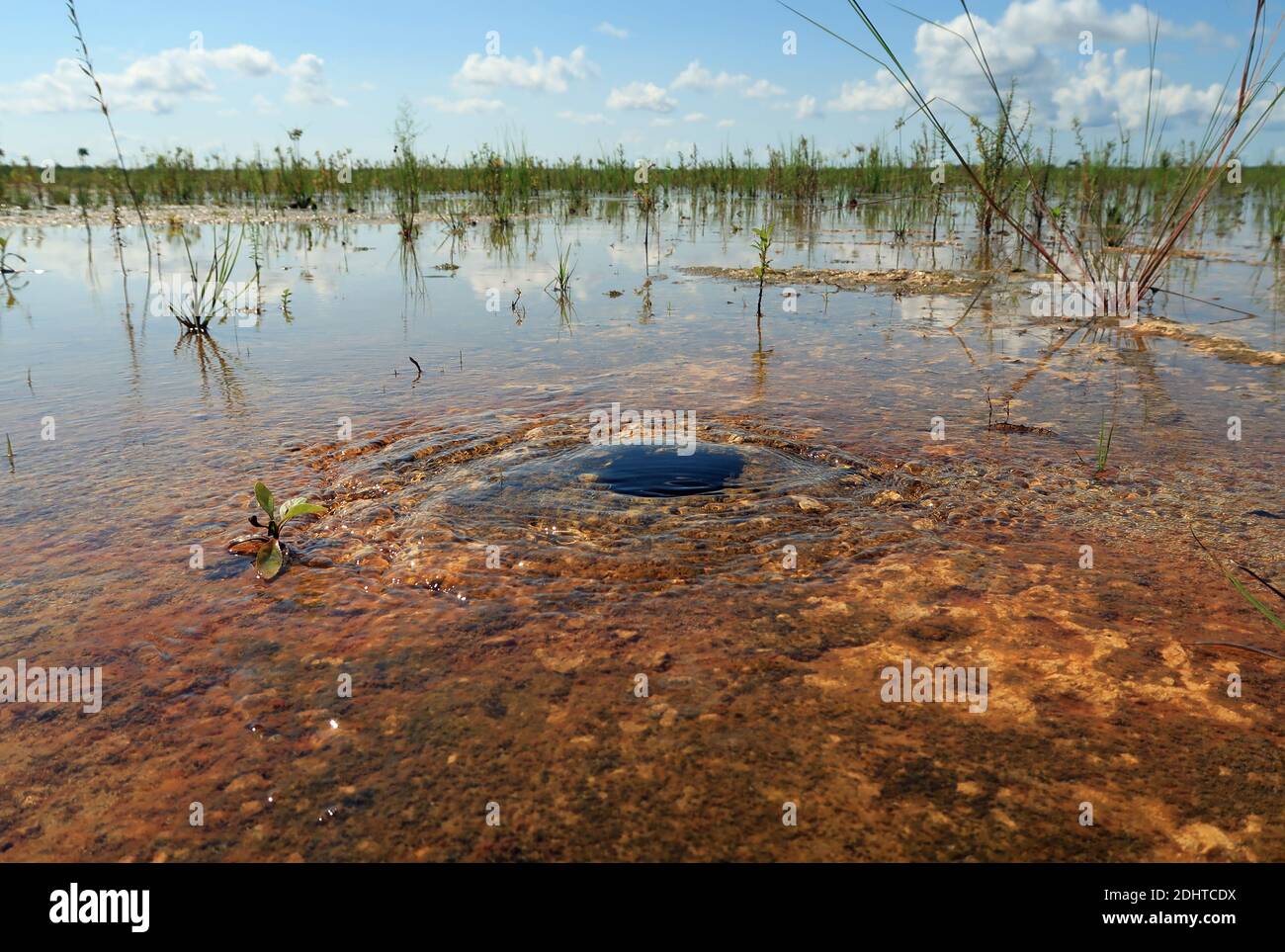 Piccola sorgente che porta l'acqua alla superficie in un progetto di restauro di habitat nel Parco Nazionale delle Everglades, Florida. Foto Stock