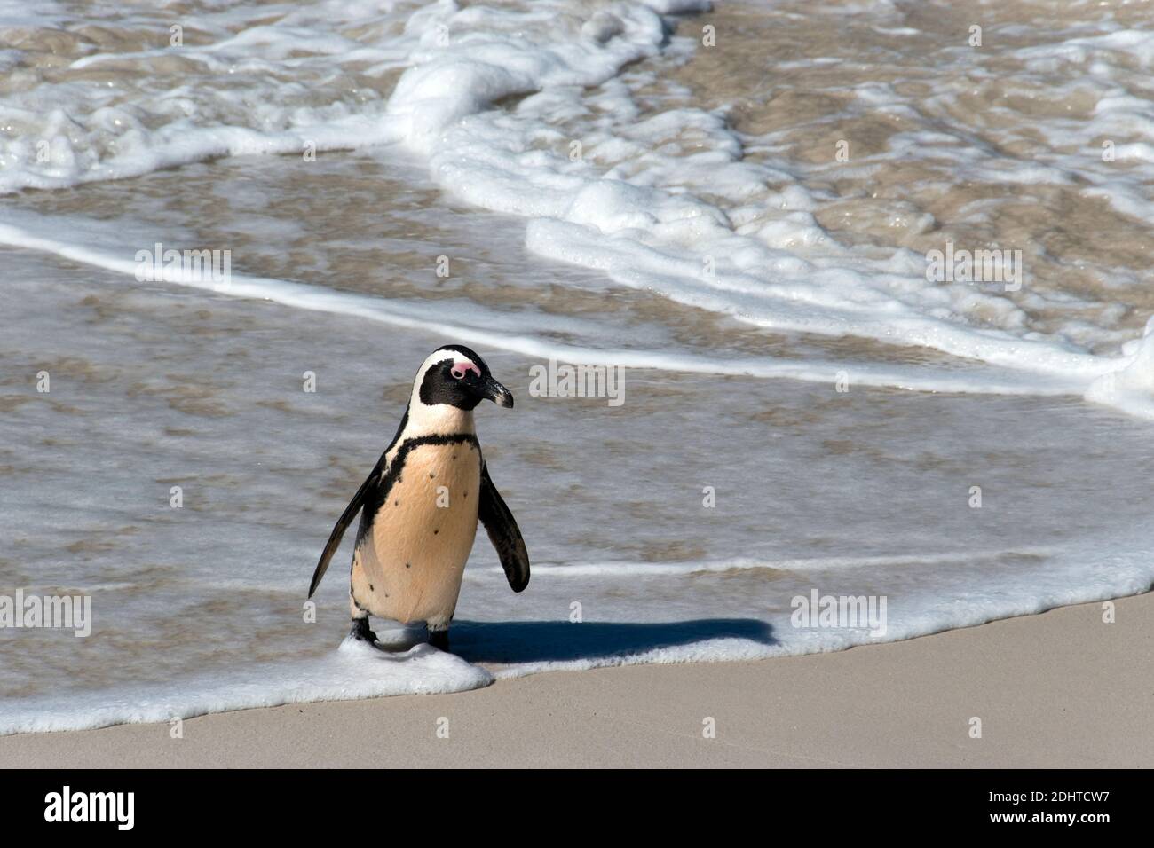 Un pinguino africano cammina sulla spiaggia di Boulders (parte del Table Mountain National Park) vicino a Simon's Town, Sudafrica. Foto Stock