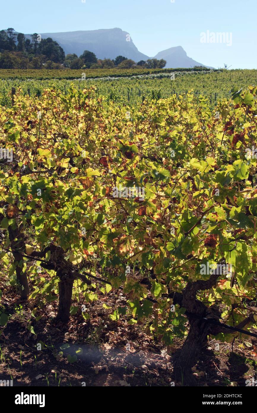 Viti crescono su Wine Estates sotto Table Mountain, nel sobborgo di Constantia, Cape Town, Sud Africa. Foto Stock