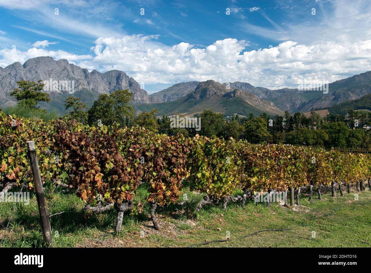 Le viti crescono a Franschhoek (angolo francese), una città vinicola della provincia del Capo Occidentale, e una delle più antiche città del Sud Africa. Foto Stock