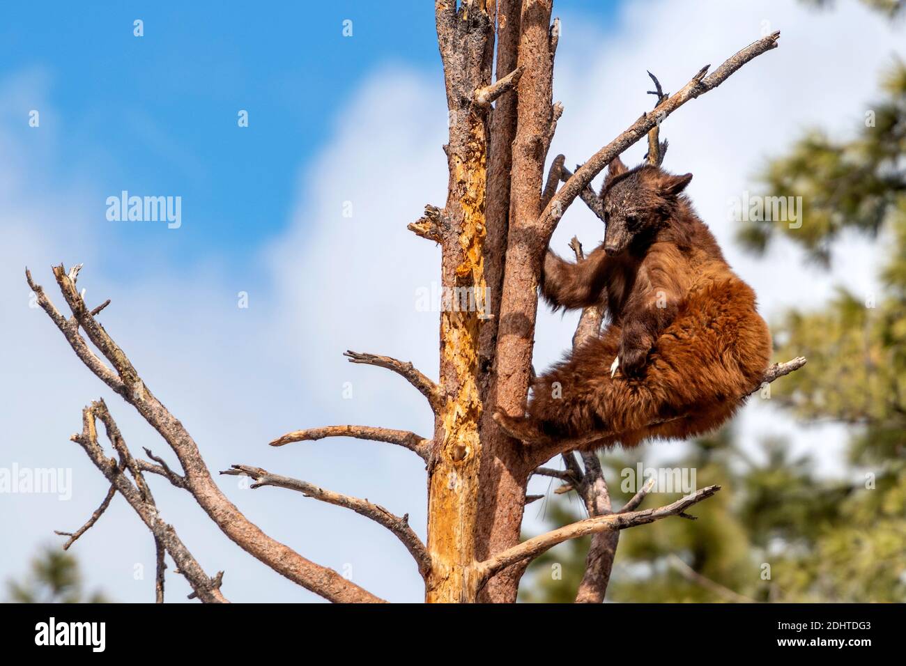 Giovane orso nero americano (Ursus americanus) albero di arrampicata a Bearizona, Arizona, Stati Uniti. (Condizioni controllate). Foto Stock
