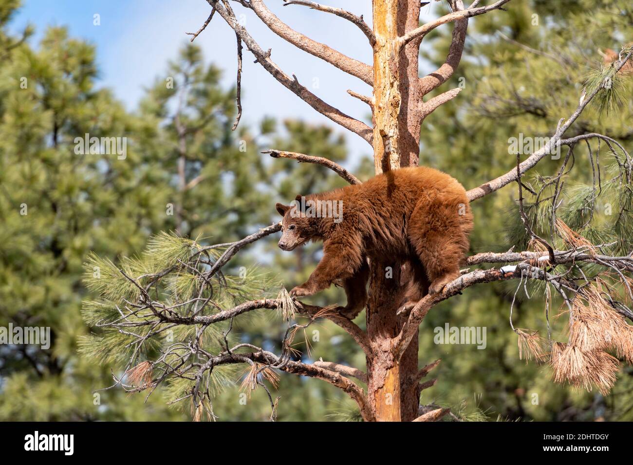 Un giovane orso nero americano (Ursus americanus) che arrampica l'albero a Bearizona, Arizona, Stati Uniti. (Condizioni controllate). Foto Stock