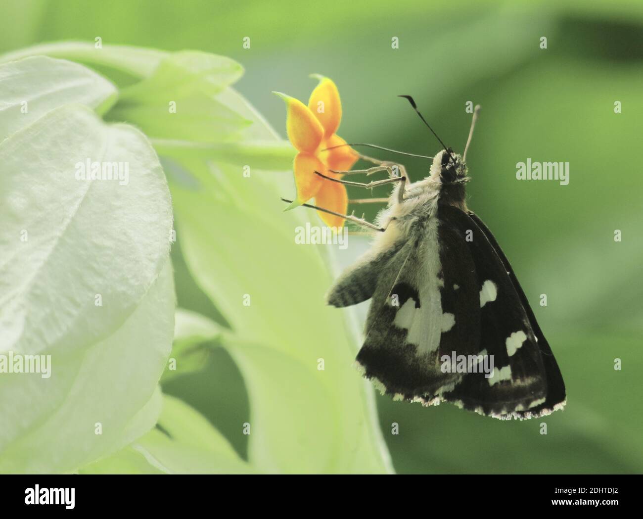 erba demone farfalla o udaspes folus sta succhiando nettare da fiori, campagna del bengala occidentale in india Foto Stock