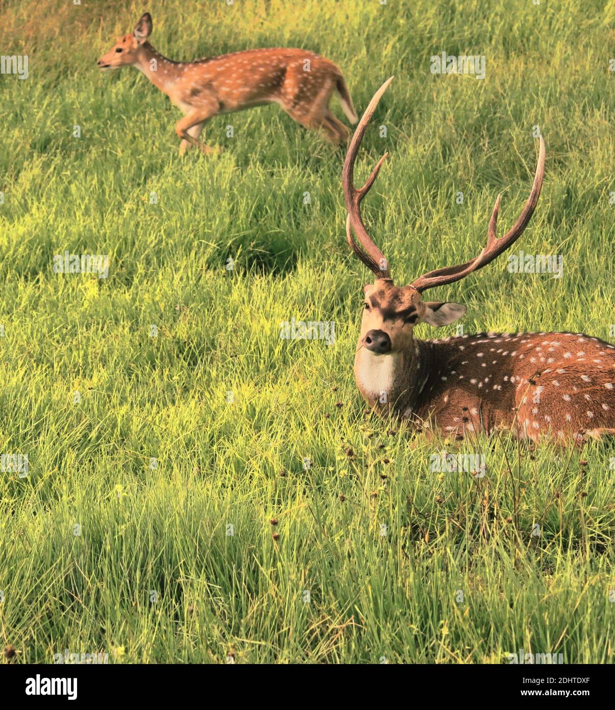 un cervo maschio o cervi macchiati (asse asse) nel parco nazionale di bandipur, karnataka, india del sud Foto Stock