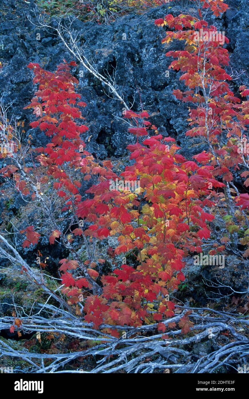 L'acero della vite in autunno sul flusso di lava sul McKenzie River Trail a Clear Lake, Willamette National Forest, Oregon Foto Stock