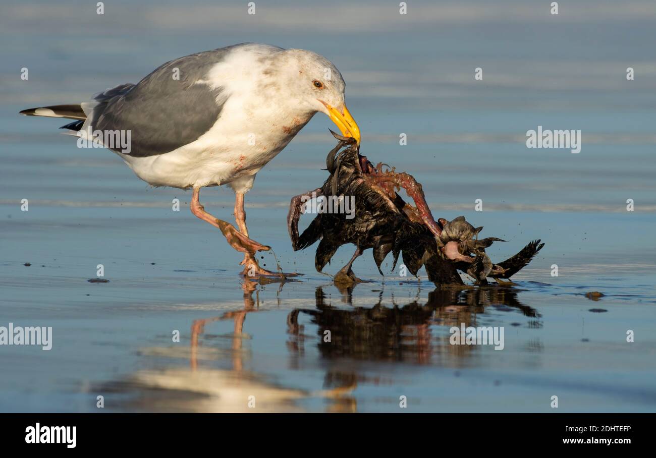 Gull mangiare uccello, BayOcean Peninsula, Tillamook County, Oregon Foto Stock