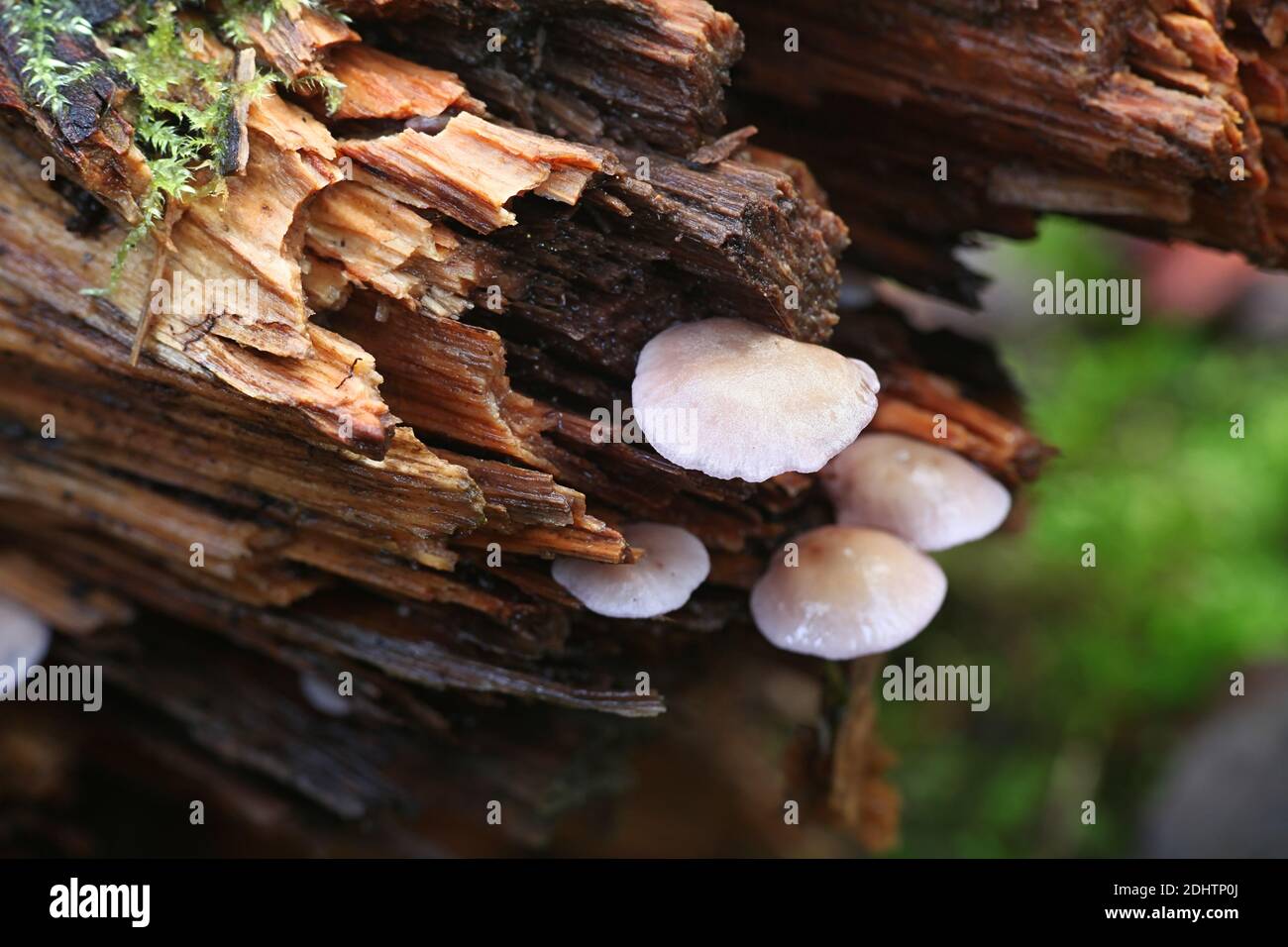 Baeospora myriadophylla, conosciuta come lavanda baeospora, fungo selvatico finlandese Foto Stock