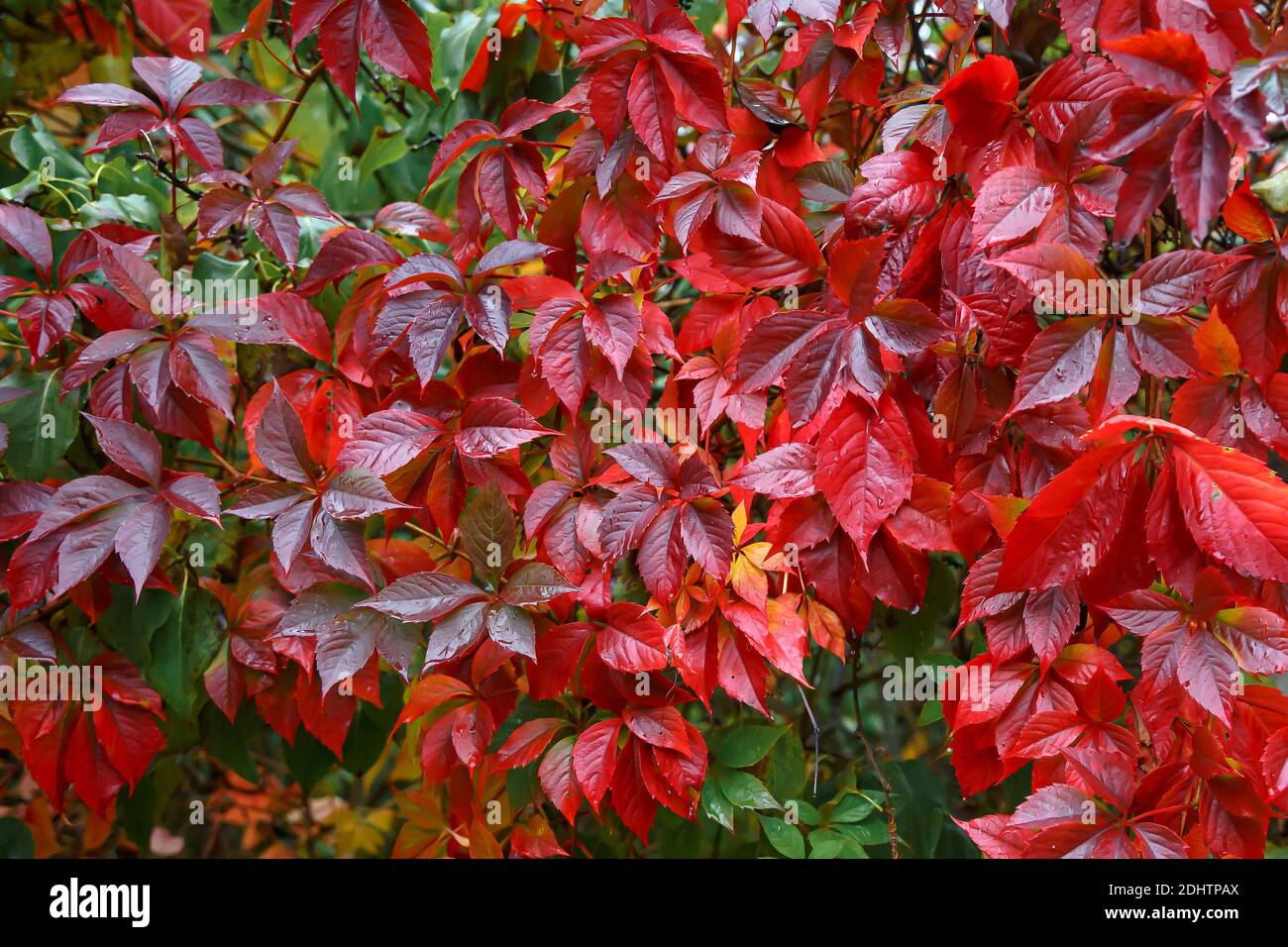 Le foglie rosse di Hedera sono un vitigno perenne in autunno. Sfondo rosso. Foto Stock