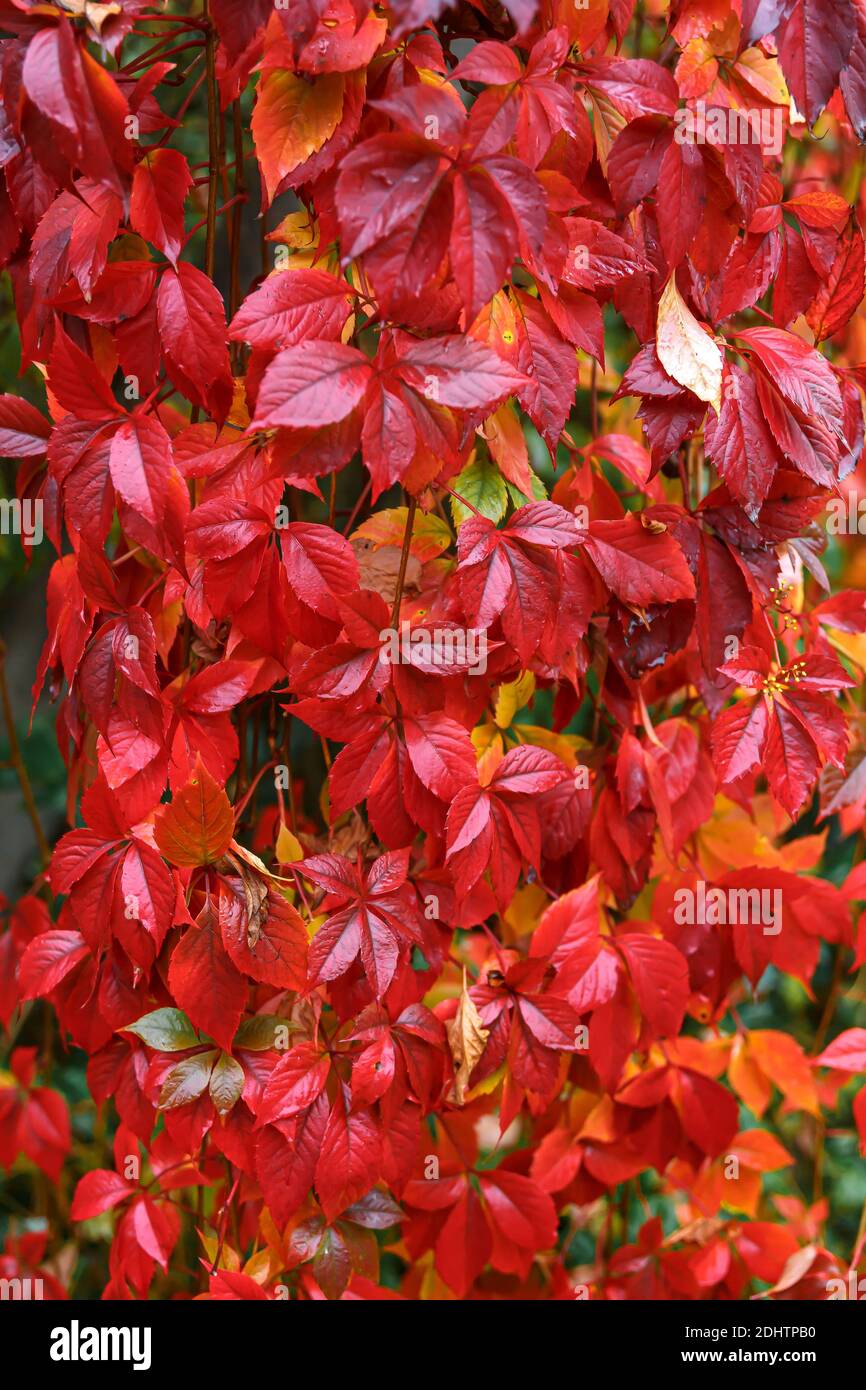 Le foglie rosse di Hedera sono un vitigno perenne in autunno. Sfondo rosso. Foto Stock