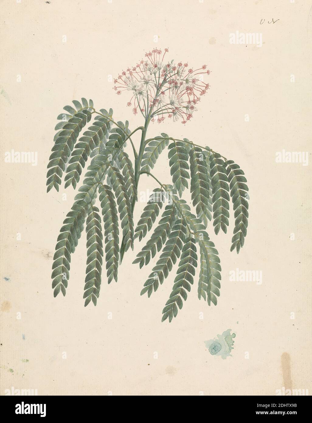 Albizia gummifera (J.F. Gmel.) C. SM. (Gummy Albizia Tree): Disegno finito della testa fiorente del tiro, con dettagli di inflorescenza, fiori, e foglia, Luigi Balugani, 1737–1770, italiano, ex James Bruce, 1730–1794, inglese, ca. 1768, acquerello, gouache, e grafite su carta media, leggermente testurizzata, crema, foglio: 12 3/8 × 9 3/4 pollici (31.4 × 24.8 cm), soggetto botanico Foto Stock