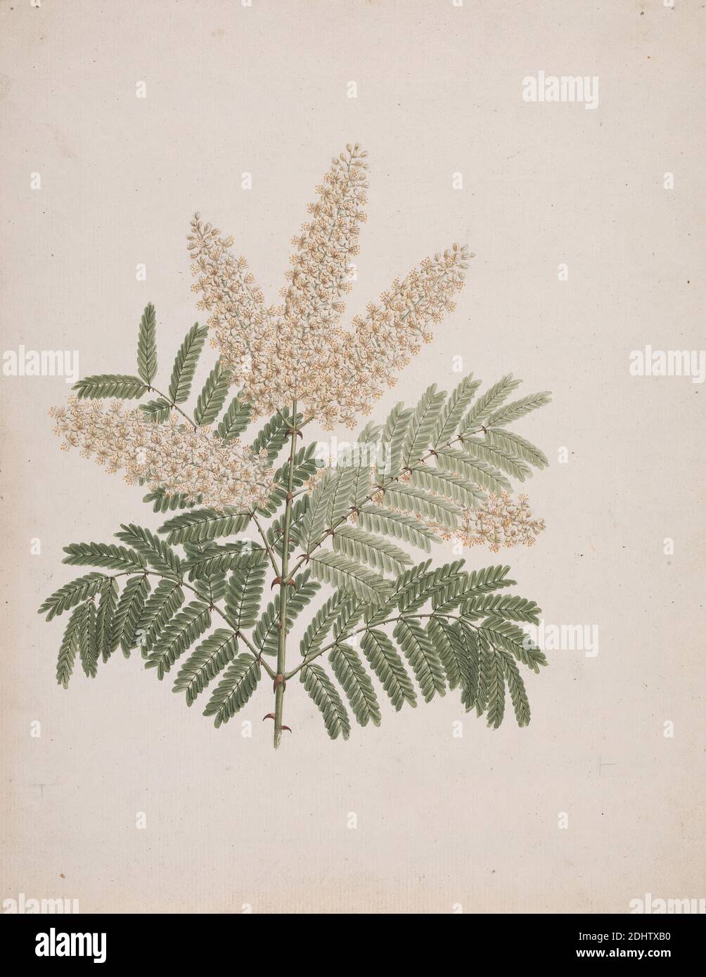 Miller (albero di James Bruce): Disegno finito con gambo di frutta aggiunto, attribuito a James Bruce, 1730–1794, inglese, 1769–73, acquerello, gouache e grafite su carta media, leggermente testurizzata, crema, foglio: 14 3/8 × 10 1/2 pollici (36.5 × 26.7 cm), soggetto botanico Foto Stock