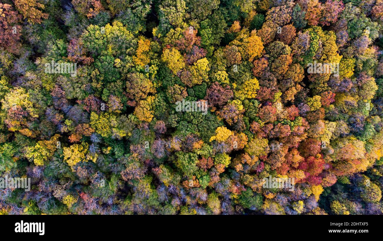 Vista aerea degli alberi della foresta primaverile. Drone immagine dall'alto. La natura della Bulgaria. Foto Stock
