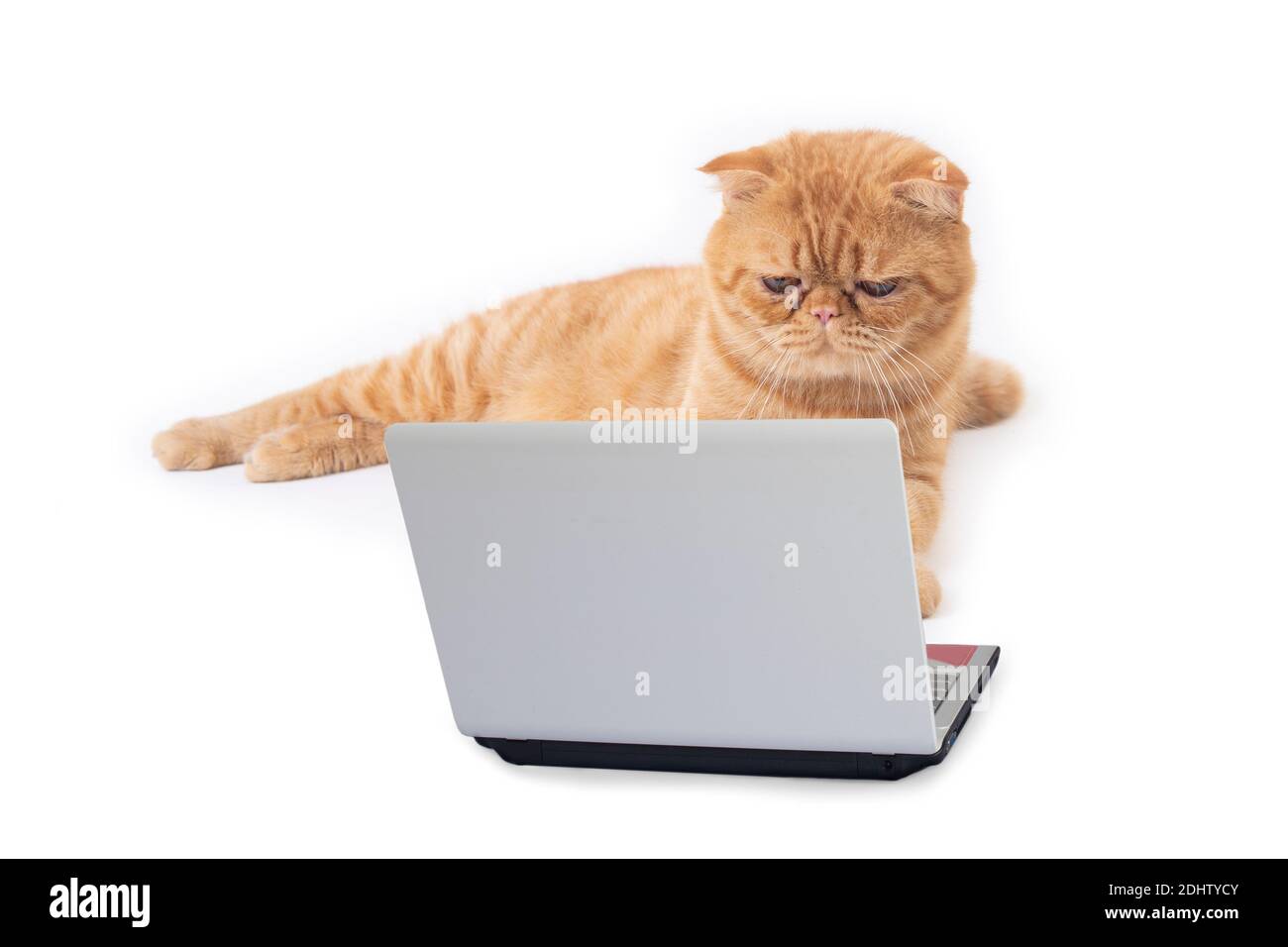 Il piccolo gatto scozzese pieghevole si stese sul pavimento per godersi con il computer portatile su sfondo bianco. Foto Stock