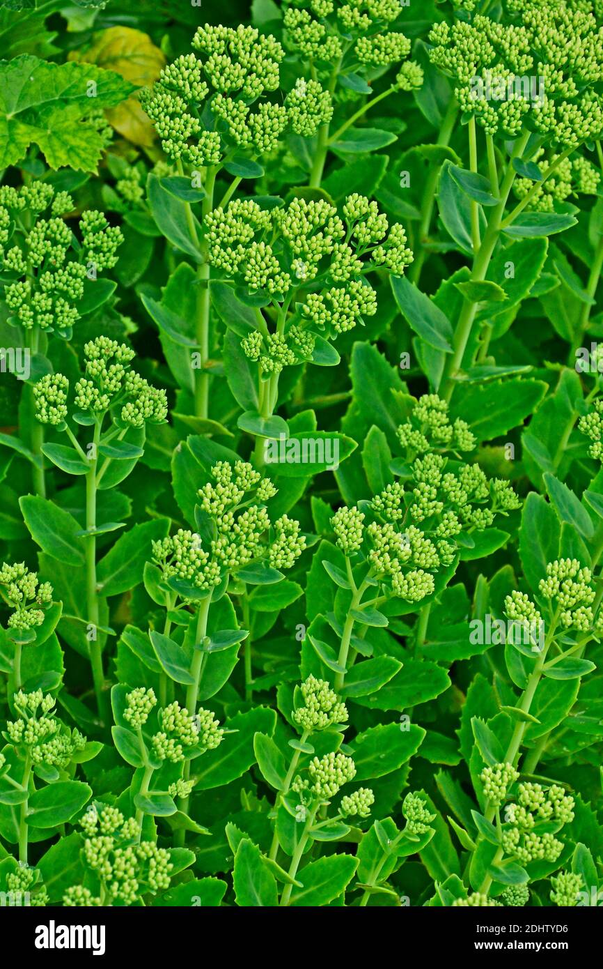 Sedum Spectabile Ice Plant Brilliant ' Stardust' Foto Stock