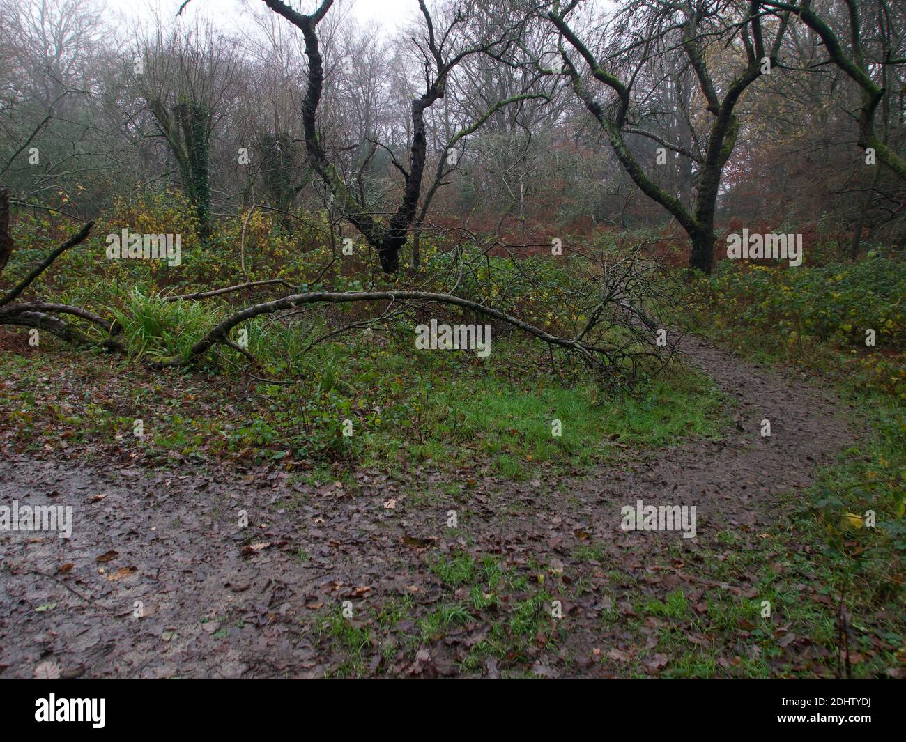 Woodland scena autunnale in inverno mostrando sentiero fangoso e rami caduti. Foto di alta qualità Foto Stock