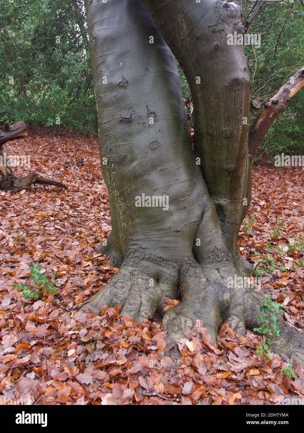 Formazione insolita del tronco dell'albero che assomiglia agli elefanti gamba e piede. Circondato da foglie autunnali marroni con cespugli verdi sullo sfondo. Foto di alta qualità. Foto Stock