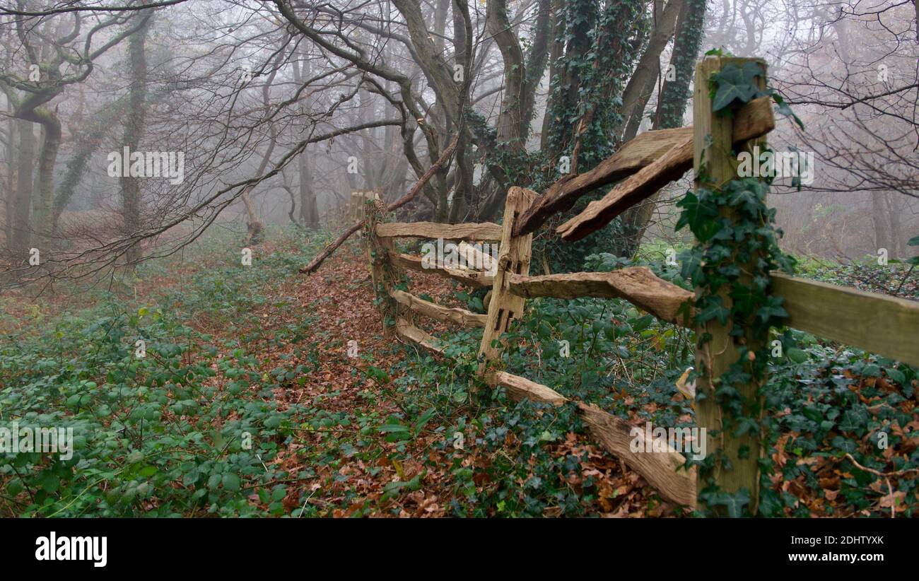 Woodland scena su inverni misty mattina mostrando rotto rustico legno recinzione Foto Stock