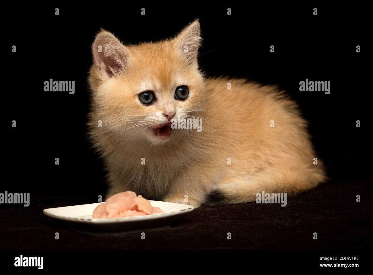 Un piccolo gattino rosso britannico mangia carne da un piatto Foto Stock