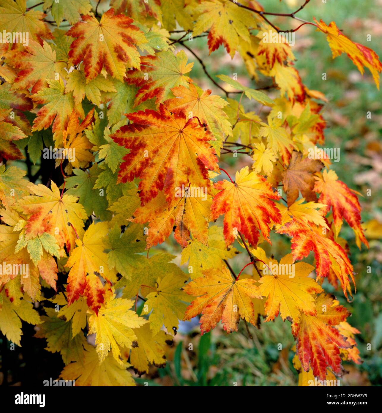 Acer japonicum Vitifolium Autunno in un giardino boscoso Foto Stock